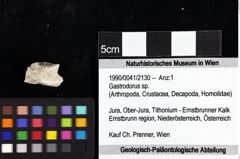 Foto (Objket + Etiketten) von Gastrodorus sp. 